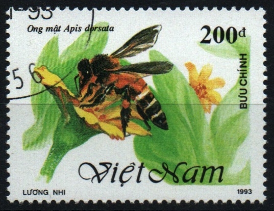 serie- Abejas