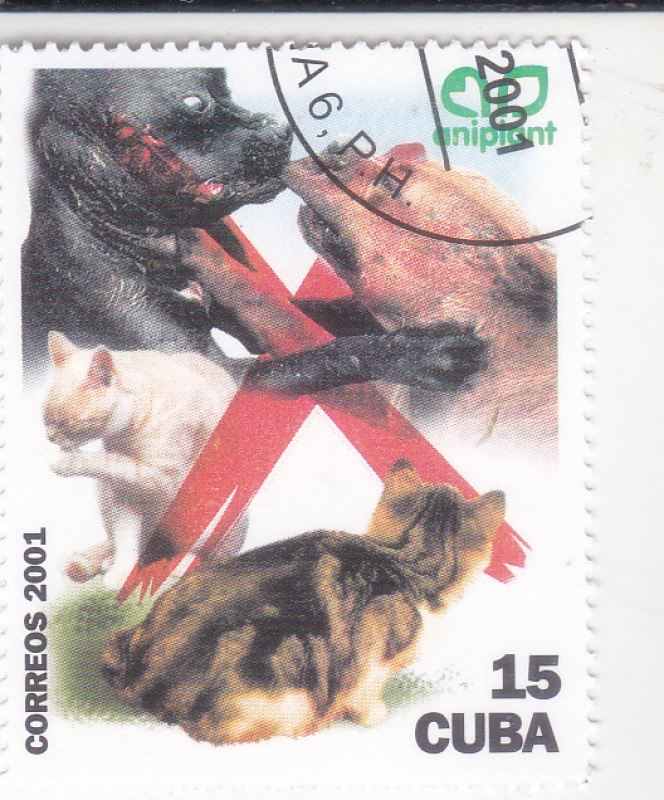 PERROS Y GATOS