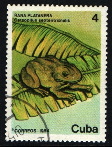 Rana platanera