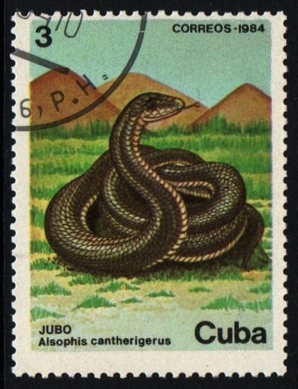 Jubo