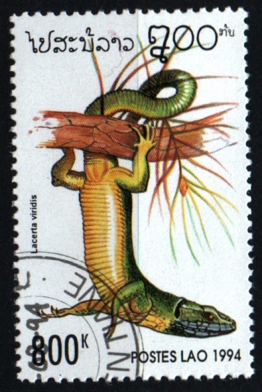 serie-Reptiles y anfibios