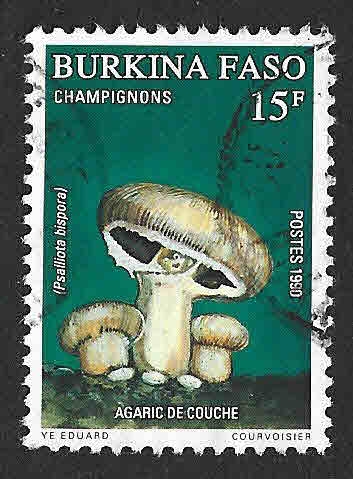 897 - Champiñón Silvestre