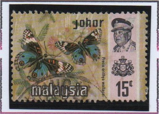 Mariposas, Pensamiento Azul