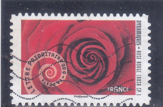 Dinámicas- rosa roja