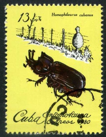 Insectos