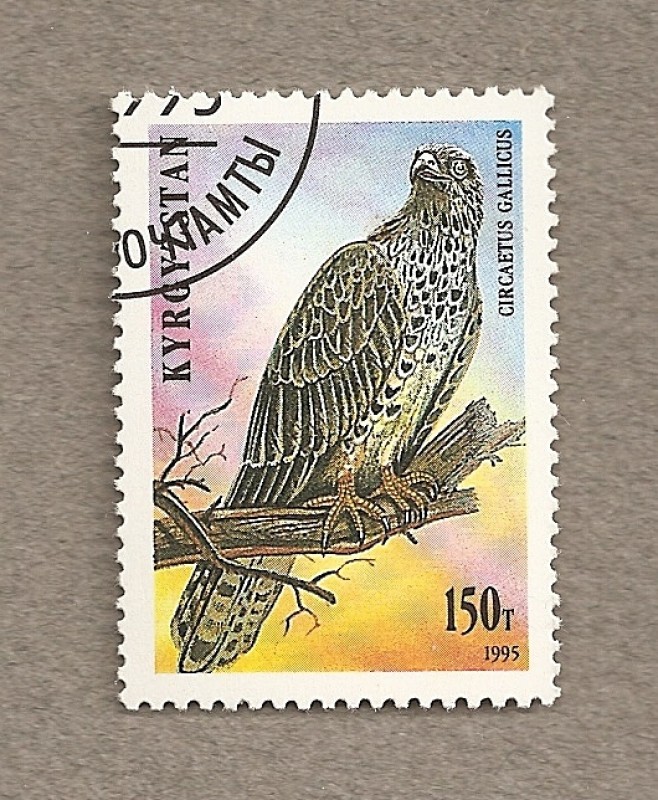 Ave Circaetus gallicus