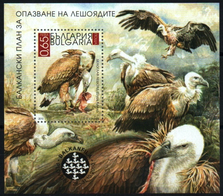 Protección buitre búlgaro