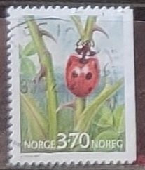 Insectos - Coccinella septempunctata