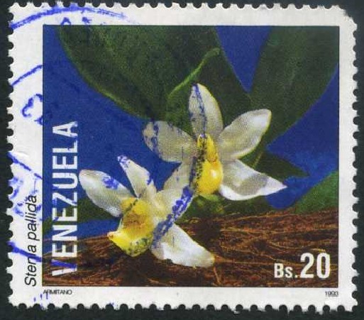Orquidea