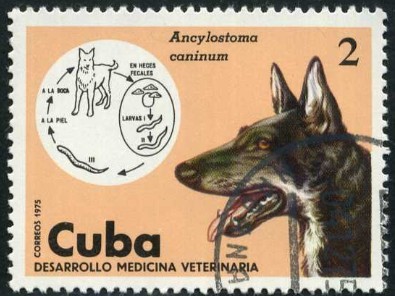 Medicina Veterinaria