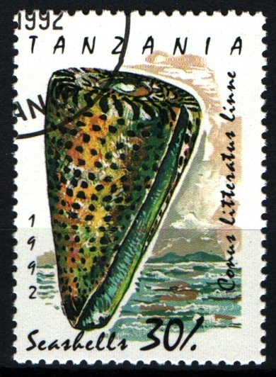serie- Caracolas marinas