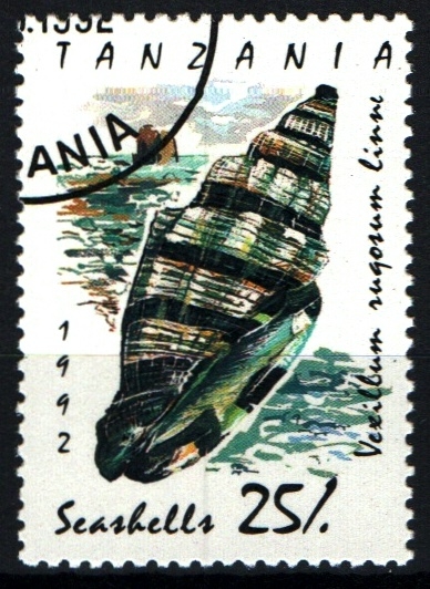 serie- Caracolas marinas