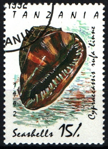 serie- Caracolas marinas