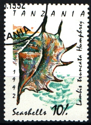 serie- Caracolas marinas