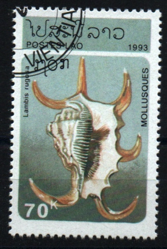 serie- Moluscos