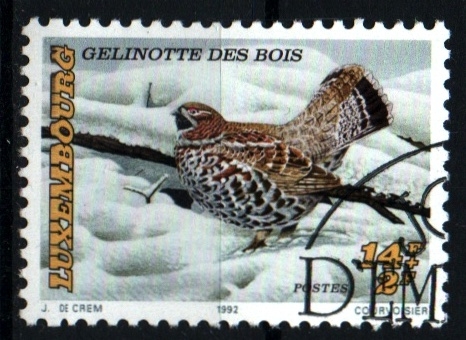 serie- Cáritas- Aves