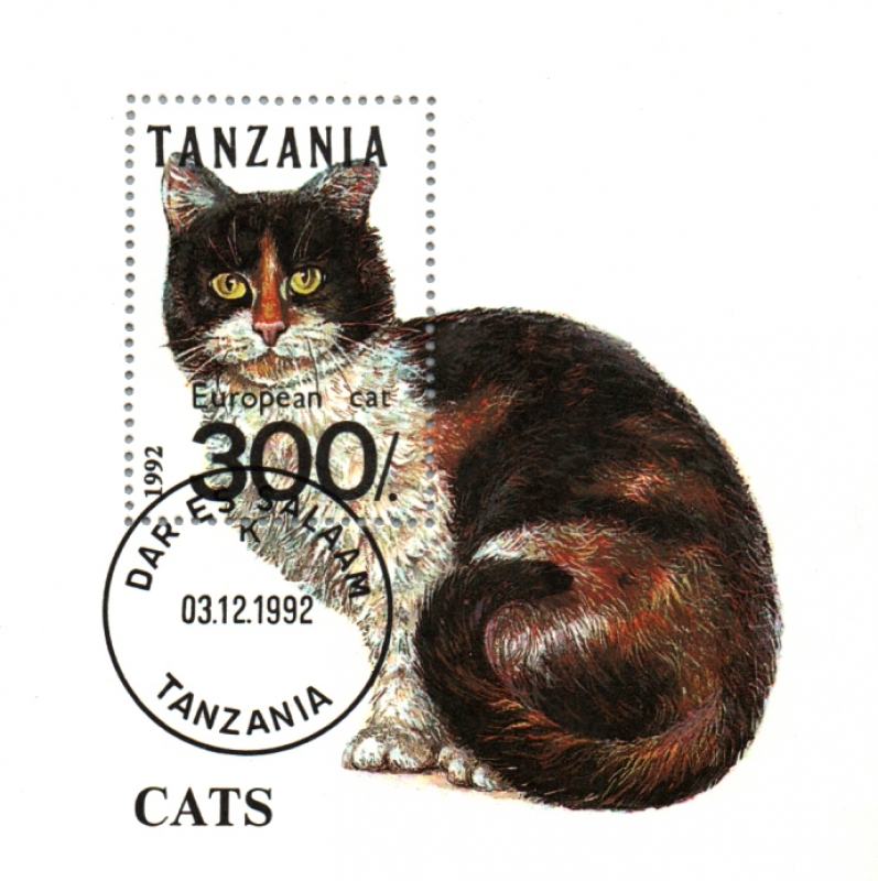 Gato europeo