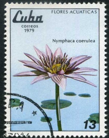 Flores Acuáticas