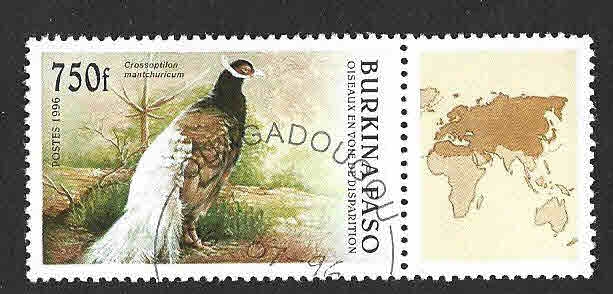 1088 - Faisán Orejudo Pardo