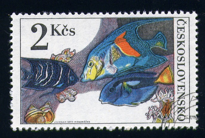 Peces de arrecife