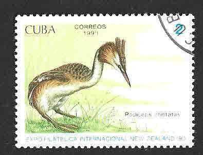 3241 - Somormujo Lavanco
