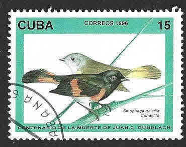 3732 - Pavito Migratorio