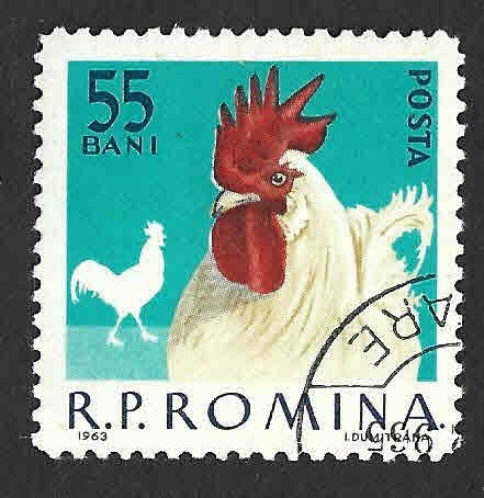 1556 - Gallo