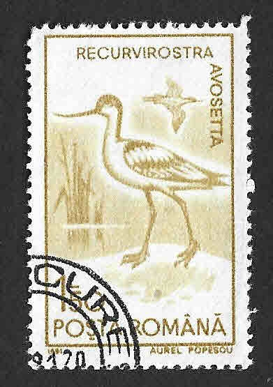 3641 - Avoceta Común