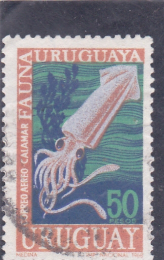 calamar
