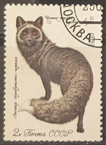 Animales - Zorro negro