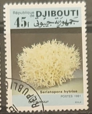 Coral (Seriatopora hytrise)