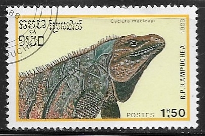 Animales - Cyclura macleayi