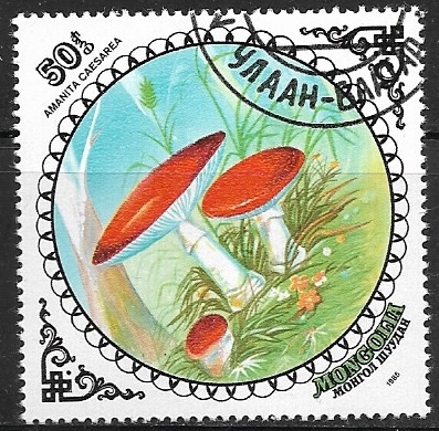 Setas -Amanita caesarea