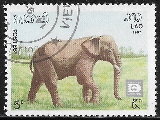 Fauna - Elephas maximus