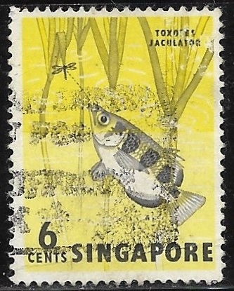 Peces - Toxotes jaculator
