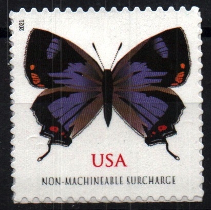 Mariposa alas purpura Colorado