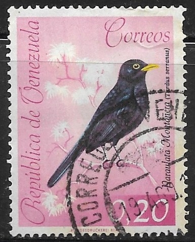 Aves - Turdus serranus)