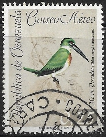 Aves - Chloroceryle amazona