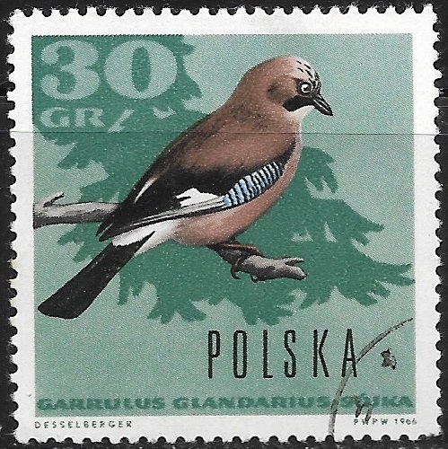 Aves - Garrulus glandarius
