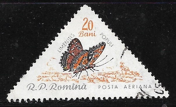 Mariposas - Limenitis populi