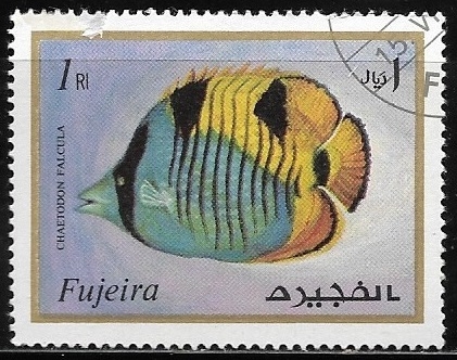 Vida marina - Chaetodon falcula