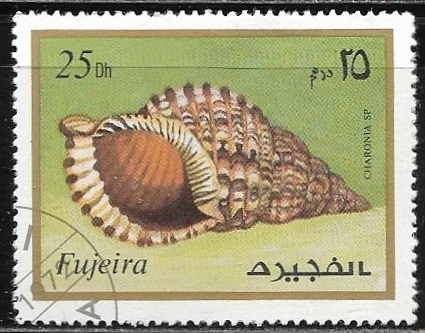 Vida marina - Charonia sp.