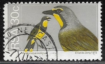 Aves - Bokmakierie Shrikes 