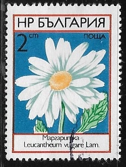 Flores - Margarita