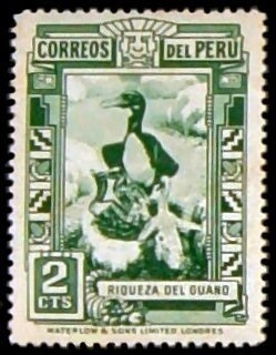 Guanay Cormorant (Leucocarbo bougainvillii)