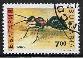 Insectos - Red Wood Ant