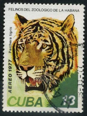 Felinos de Zoo de La Habana