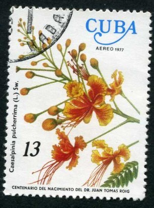 Flor