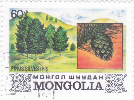 PINOS SILVESTRES