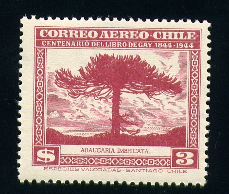 Araucaria  Imbricata